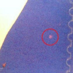 AFA 1778x 6,50 kr. Norden ved Havet, Lyserød plet i højre side ud for 6.50. Nummer 1 i arket. Postfrisk